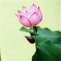 绿色蓝色头发