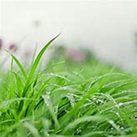 浅浅绿色头像