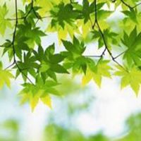 炫舞绿色头像