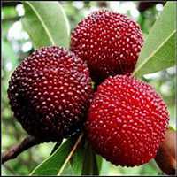 水果苹果头像卡通