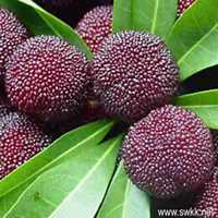 芦头像水果是什么兰花