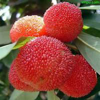 白底小图案水果头像