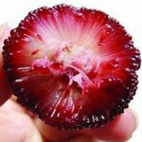 卡通水果头像黄瓜