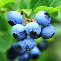 欧美头像卡通水果