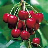 欧美女拿拿水果头像吧