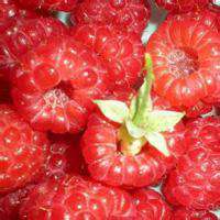 微信头像水果高清