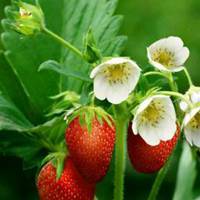 头上放水果女生头像