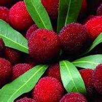 闺密头像卡通水果