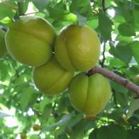 喜欢用水果做头像人