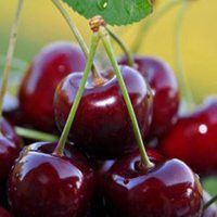 可爱水果头像萌萌哒