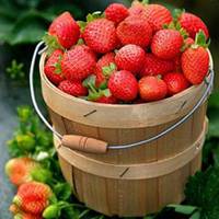 小清新水果头像大图