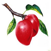 蔬菜水果手绘头像