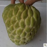 大桃子水果头像