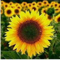 适合作头像水果