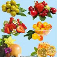 头像手绘清新水果