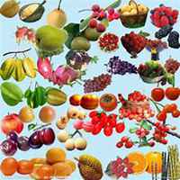 微信头像水果香蕉