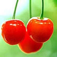 简约头像水果萌萌哒