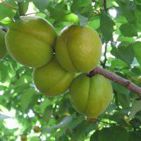 高清水果头像大图