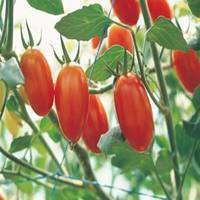 黄子韬带水果动漫头像