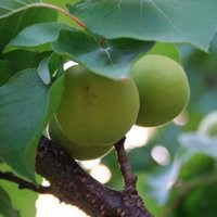 少女水果头像卡通