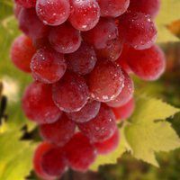 喜欢用水果作头像性格