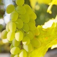 透明头像水果是怎么弄