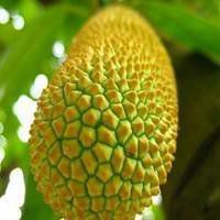 透明头像水果是怎么弄