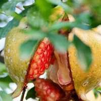 罕见水果树头像图案