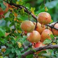 卡通水果樱桃微信头像