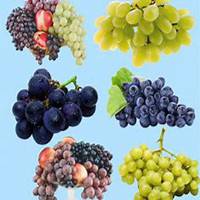 蔬菜水果食物小头像