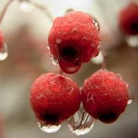 微信群头像水果