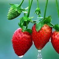 简约白底水果头像素材