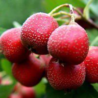 男生用水果挡脸头像