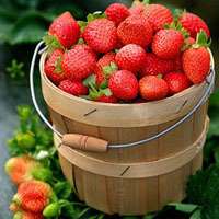 水龙头像什么水果