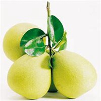 手绘水果头像高清素材