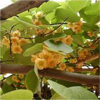 蔬菜水果拼盘成人头像