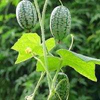 微信用水果做头像性格