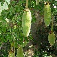 简约小头像水果