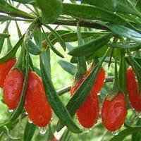 微信男头像水果