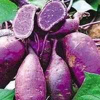 白底小水果小图案头像