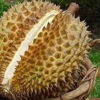 适合作头像水果