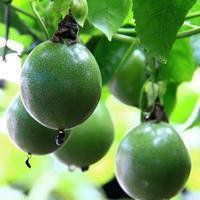 欧美女拿拿水果头像吧