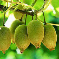 高清水果情侣头像一对