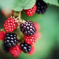 微信水果头像（橙子）