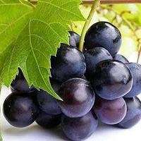 水果蔬菜人头像