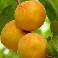 水果硬糖病娇头像