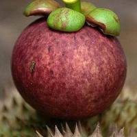 拿水果遮眼睛卡通头像