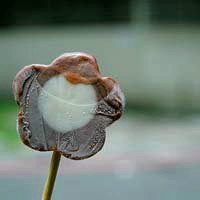 白底小水果头像