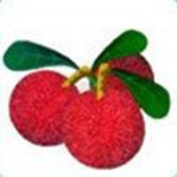 水果画头像大图