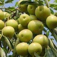 简约白底水果头像